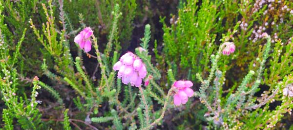 highhland heather in bloom