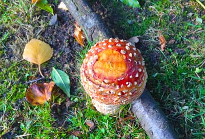 autumn fungi in scotland