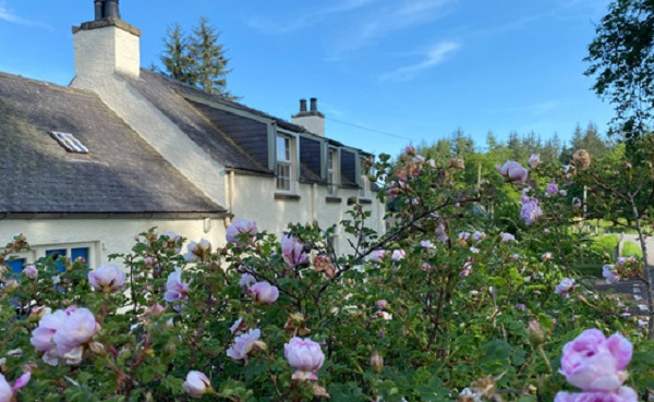 roses in the cottage garden