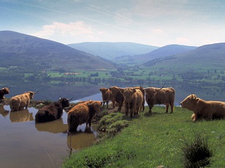 Highland cows in GlenIsla
