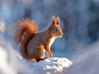 Red squirrels